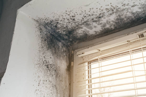 Affordable Mold Cleanup solutions in Elm City, NC